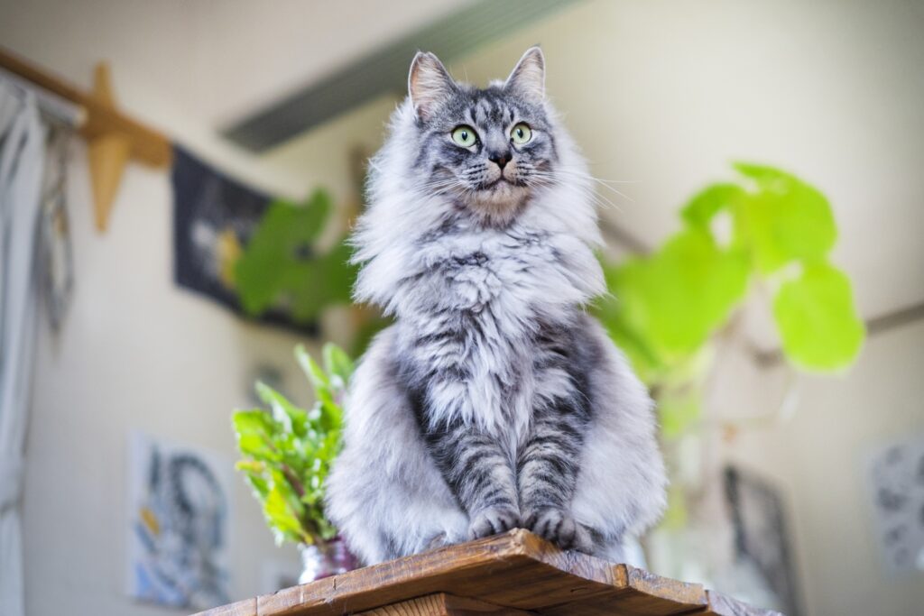 長毛種の猫にトリミングが必要な理由