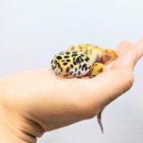 ペットホテルでは爬虫類も預かってもらえる？ペットホテルの探し方や選び方、注意点を解説