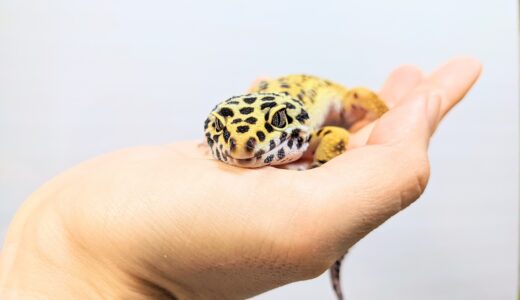 ペットホテルでは爬虫類も預かってもらえる？ペットホテルの探し方や選び方、注意点を解説