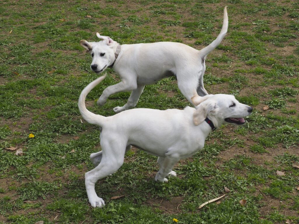 大型犬がしつけ教室で学べること