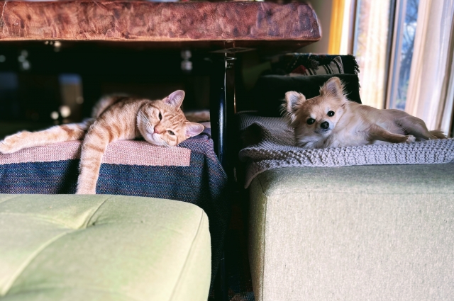 飼い主さんができる動物病院でのストレス対策