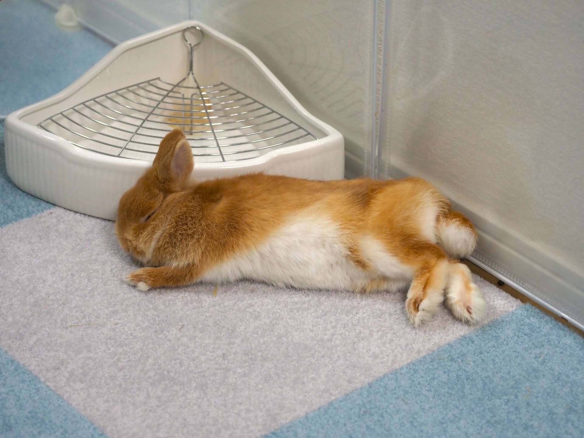 トイレの前でおやすみ