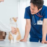 動物病院の往診はどれくらいの料金がかかる？費用の目安やメリット、デメリットを解説