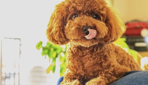 動物病院のフィラリア予防の料金｜フィラリアの基礎知識と予防の際の注意点も解説