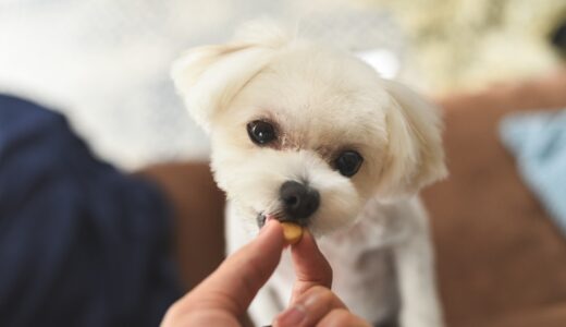 心臓病の犬の食事管理｜食事内容や管理のポイント、おすすめの栄養素などを解説