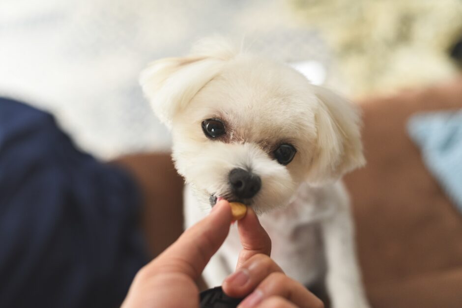 心臓病の犬の食事管理｜食事内容や管理のポイント、おすすめの栄養素などを解説