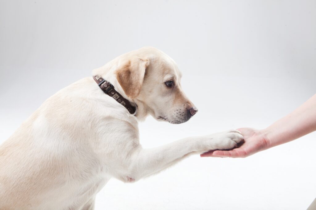しつけ教室に大型犬を通わせるメリット・デメリット