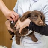 動物病院で接種するワクチンの副反応｜発症率や症状、対処方法、予防策を解説します