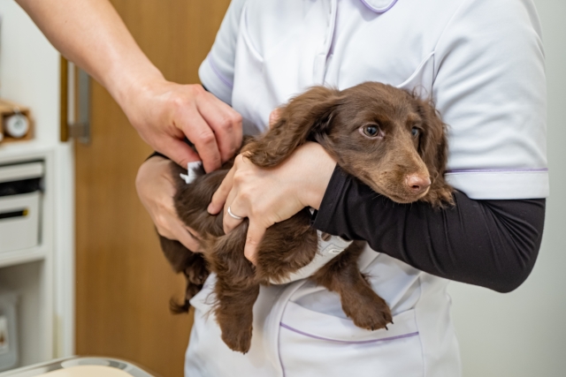 動物病院で接種するワクチンの副反応｜発症率や症状、対処方法、予防策を解説します