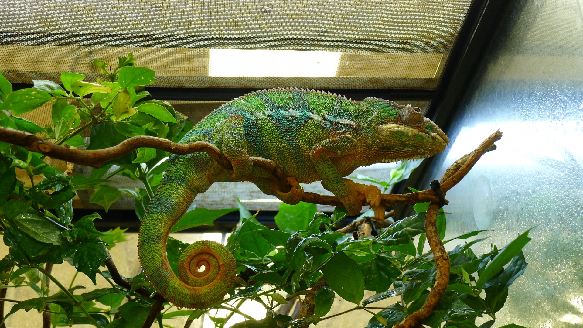 木に登るカメレオン