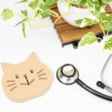 猫も食道炎になる？食道炎になったときに見られる症状や原因や予防法などを解説