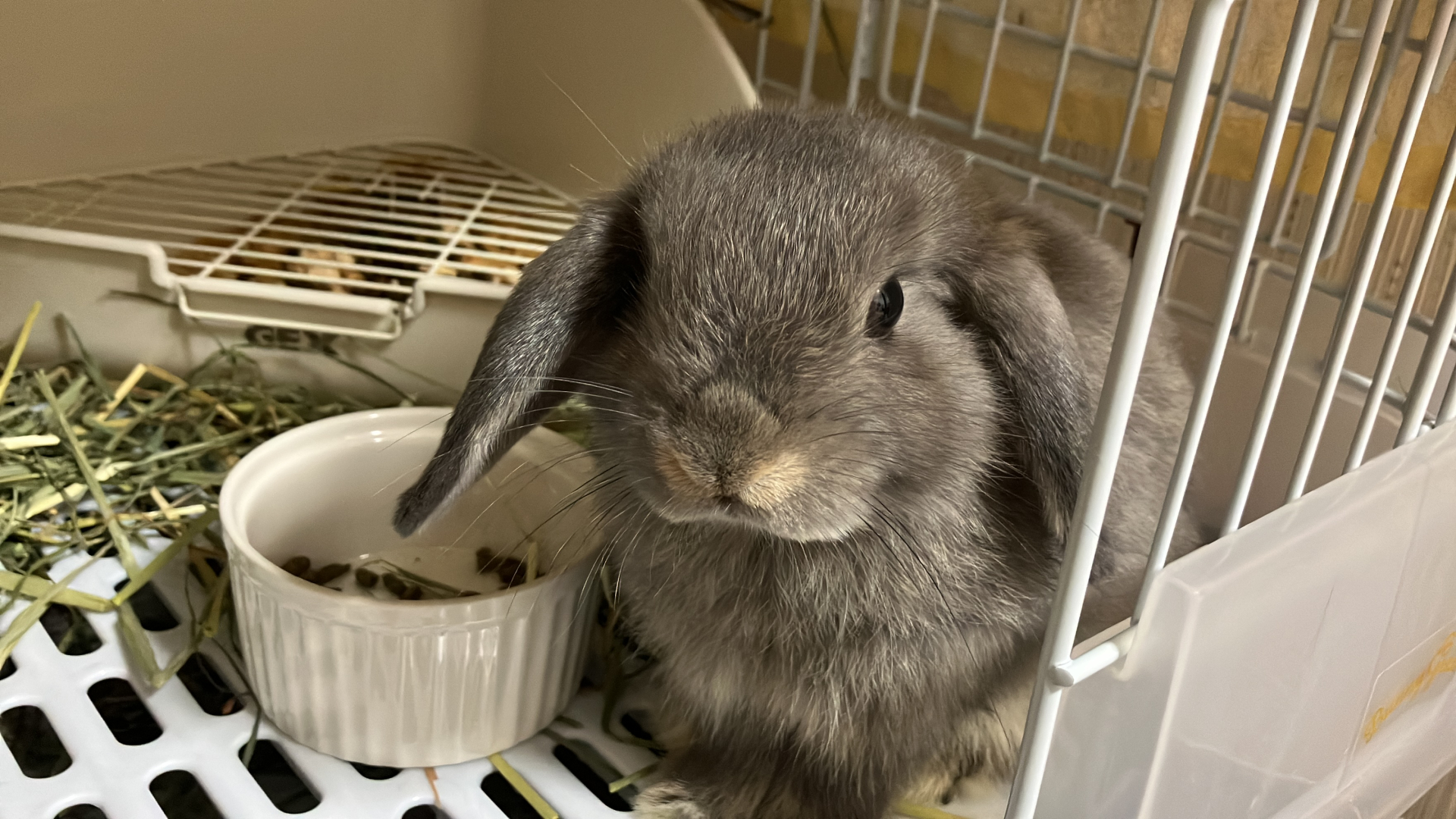 こちらを見つめるうさぎ