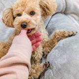 甘噛みはしつけ教室で治る？甘噛みする理由や教室の選び方などを詳しく解説します