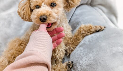 甘噛みはしつけ教室で治る？甘噛みする理由や教室の選び方などを詳しく解説します