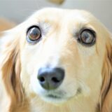 しつけ教室で愛犬の無駄吠えを改善できる？吠える原因やしつけ教室の選び方を解説