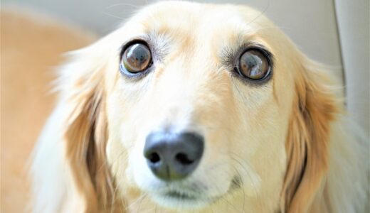 しつけ教室で愛犬の無駄吠えを改善できる？吠える原因やしつけ教室の選び方を解説