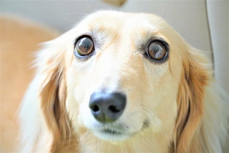 しつけ教室で愛犬の無駄吠えを改善できる？吠える原因やしつけ教室の選び方を解説