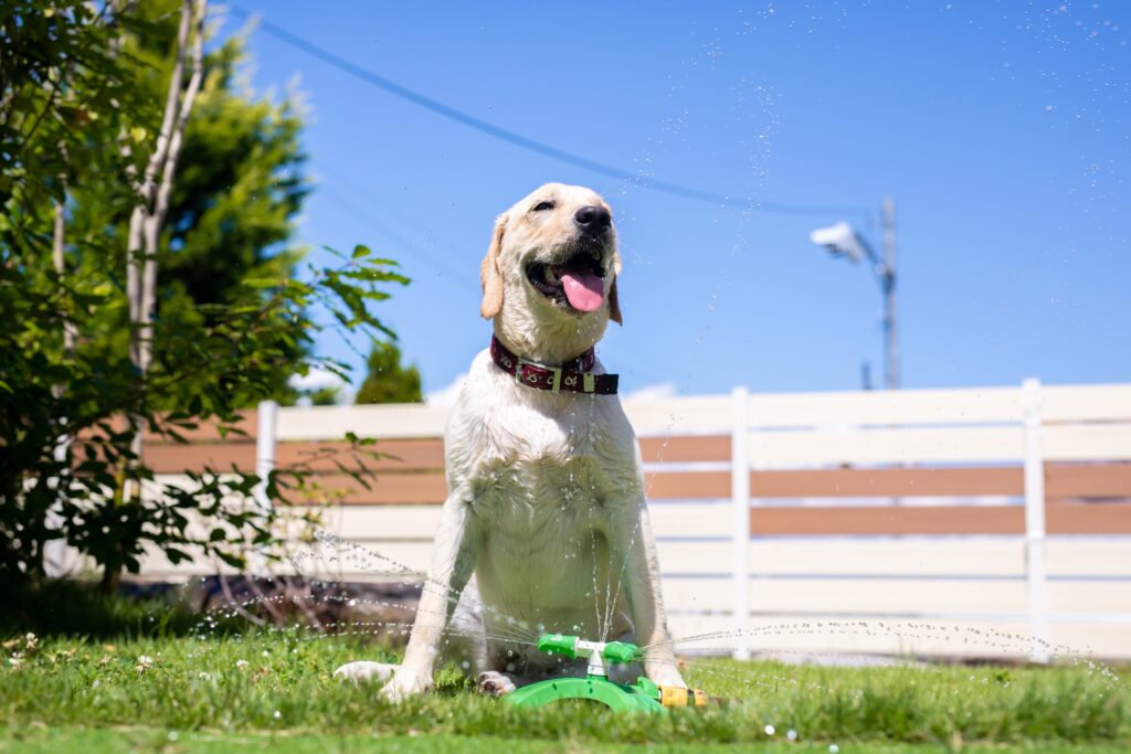大型犬がしつけを受けられる場所