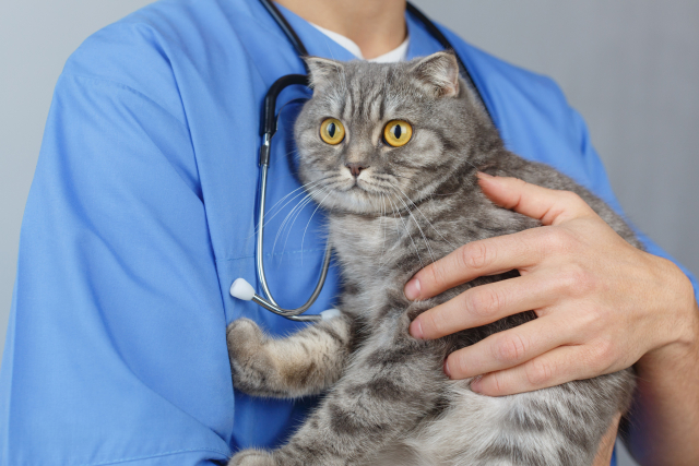 動物病院に行かない方がいいといわれる理由