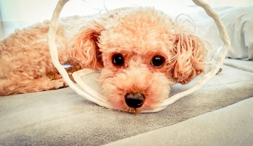 犬の皮膚が黒いのは病気？皮膚が黒くなる原因や考えられる病気などを解説