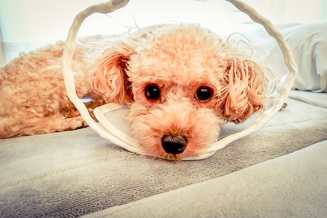 犬の皮膚が黒いのは病気？皮膚が黒くなる原因や考えられる病気などを解説