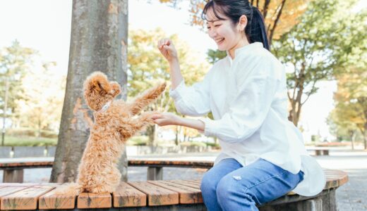 犬のしつけ教室は何回くらい通う？トレーニング内容や教室の選び方も解説
