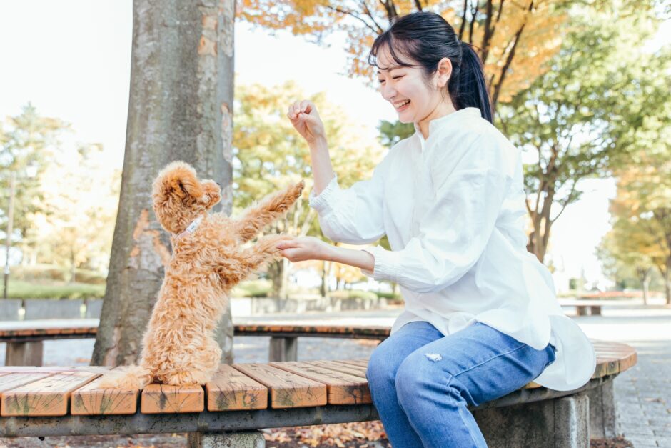 犬のしつけ教室は何回くらい通う？トレーニング内容や教室の選び方も解説