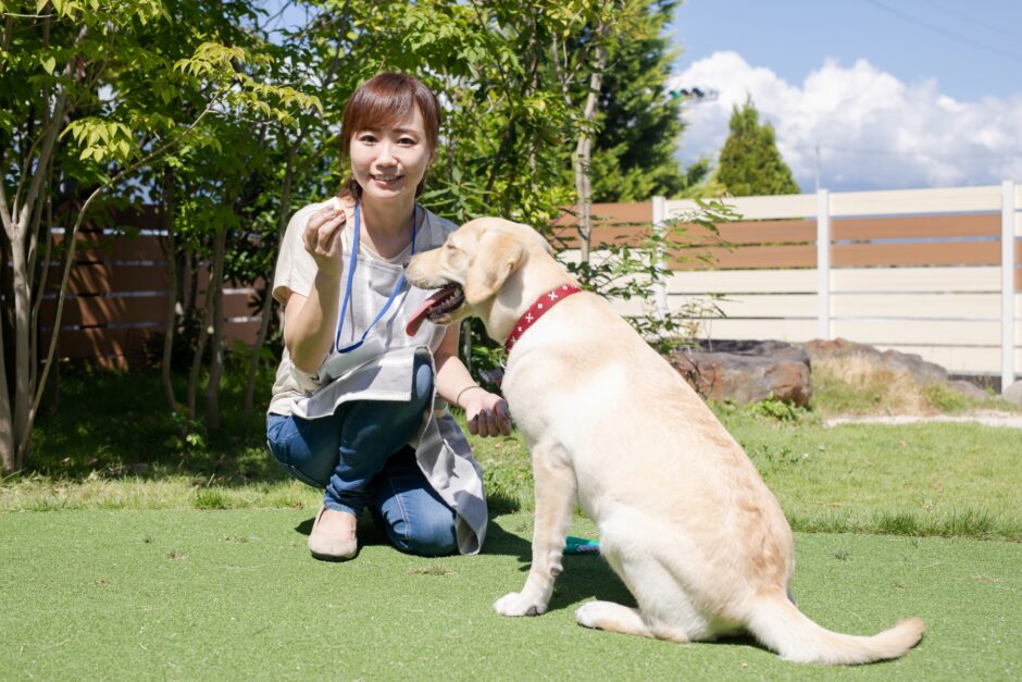 大型犬のしつけはどこで受けられる？しつけ教室で学べることやしつけ教室の選び方を解説