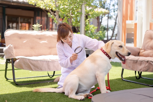 犬の皮膚が黒いときに考えられる病気