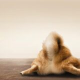 犬の肛門破裂（肛門嚢破裂）とは？症状や原因、治療法、予防法を解説
