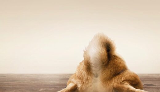 犬の肛門破裂（肛門嚢破裂）とは？症状や原因、治療法、予防法を解説