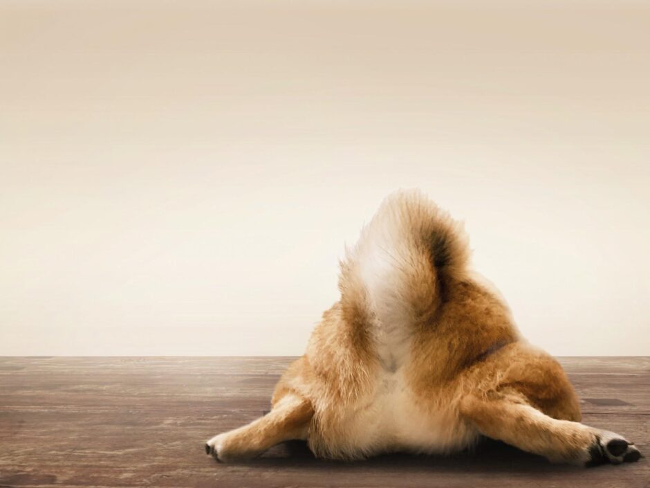 犬の肛門破裂（肛門嚢破裂）とは？症状や原因、治療法、予防法を解説