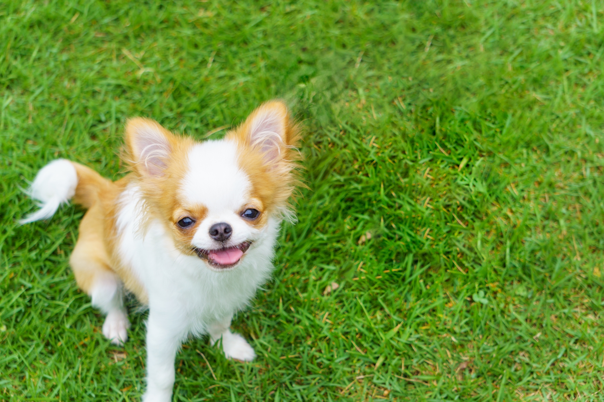 芝生の上で楽しそうに見上げるチワワの子犬