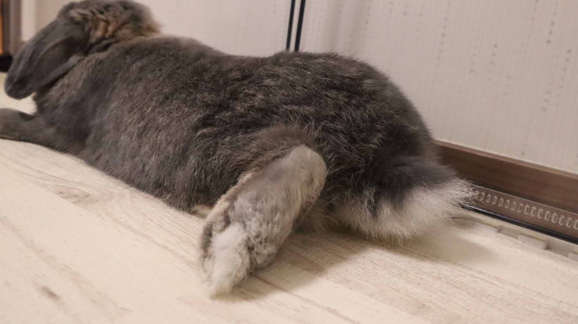 うさぎのおしりと足