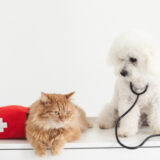 動物病院の受診はペットにとってストレス？ストレスを感じているときのサインや対策を解説
