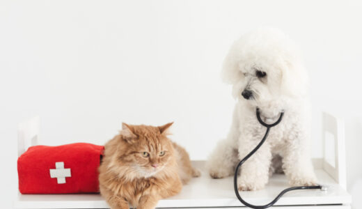 動物病院の受診はペットにとってストレス？ストレスを感じているときのサインや対策を解説