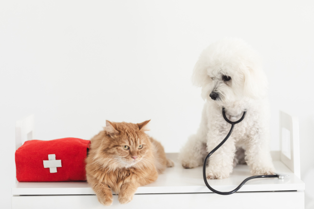 動物病院の受診はペットにとってストレス？ストレスを感じているときのサインや対策を解説