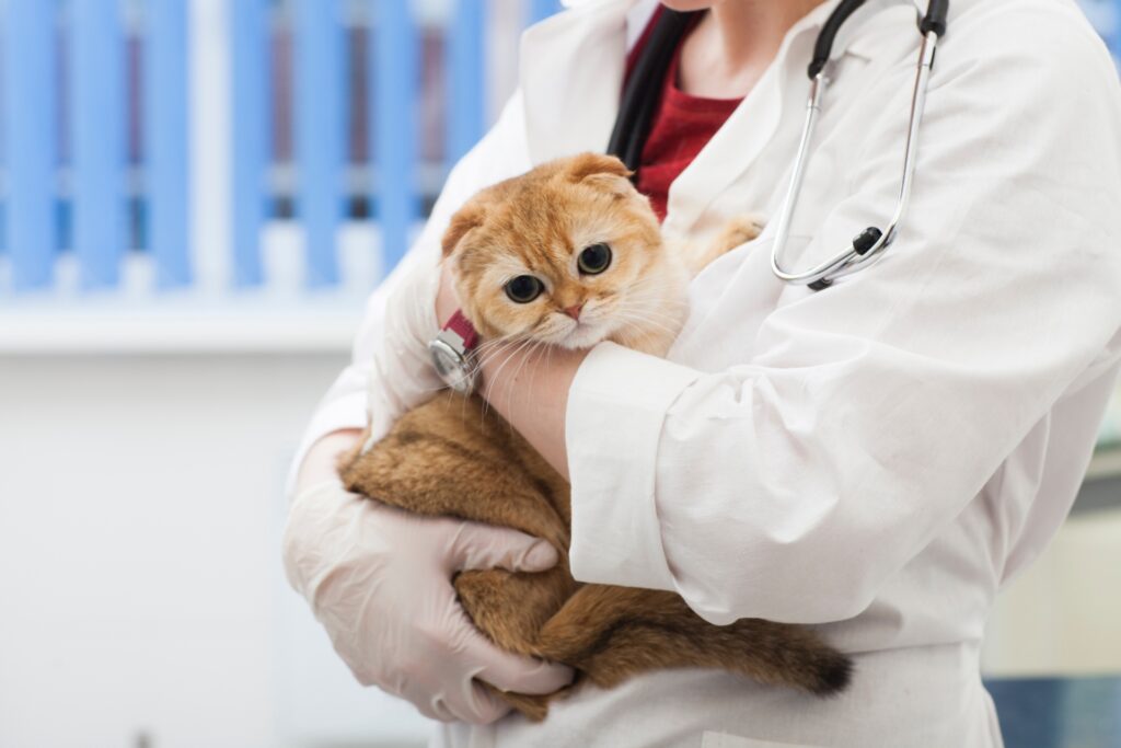 猫が食道炎にかかったときにみられる症状