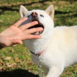 犬の噛み癖はしつけ教室で治る？噛み癖の原因や種類、なぜ噛み癖を治す必要があるのかを解説