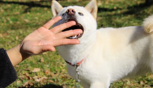 犬の噛み癖はしつけ教室で治る？噛み癖の原因や種類、なぜ噛み癖を治す必要があるのかを解説
