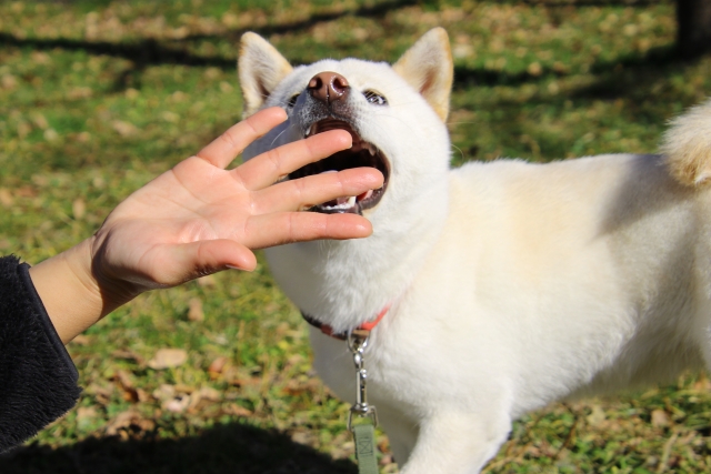 犬の噛み癖はしつけ教室で治る？噛み癖の原因や種類、なぜ噛み癖を治す必要があるのかを解説