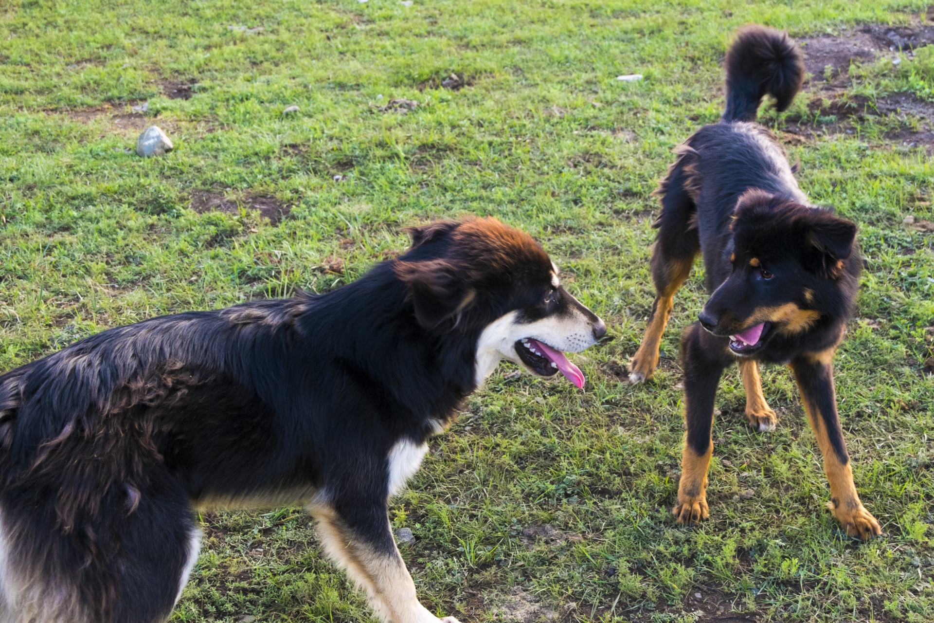 牙をむいて戯れるモンゴルの牧羊犬