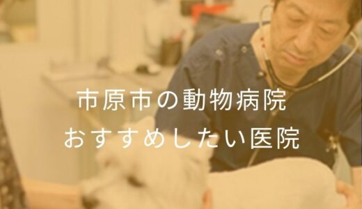【2026年】市原市の動物病院 おすすめしたい6医院