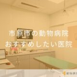 【2025年】市原市の動物病院 おすすめしたい5医院