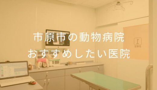 【2025年】市原市の動物病院 おすすめしたい5医院