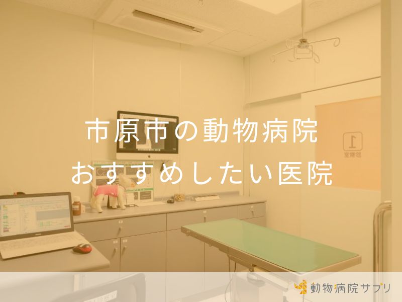 市原市の動物病院 おすすめしたい医院