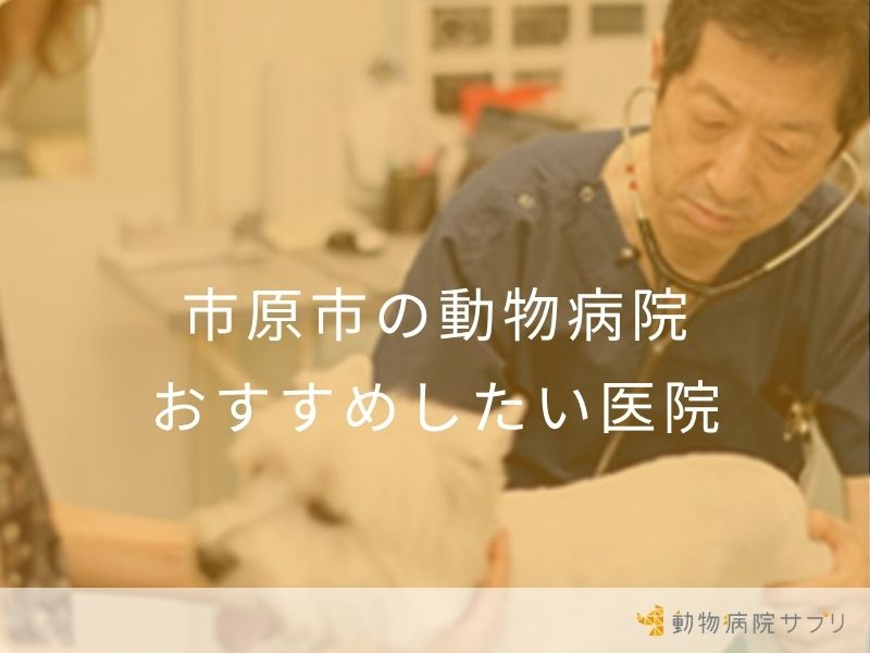 市原市の動物病院