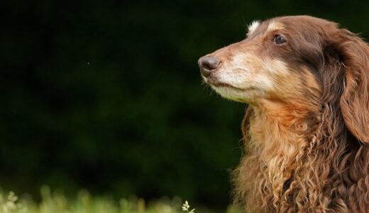 犬の心不全はどのような症状が出る？前兆や初期症状、受診タイミングも解説