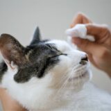 猫の甲状腺機能亢進症と薬との付き合い方｜よくある悩みや不安に答えます