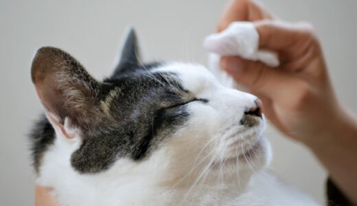 猫の甲状腺機能亢進症と薬との付き合い方｜よくある悩みや不安に答えます